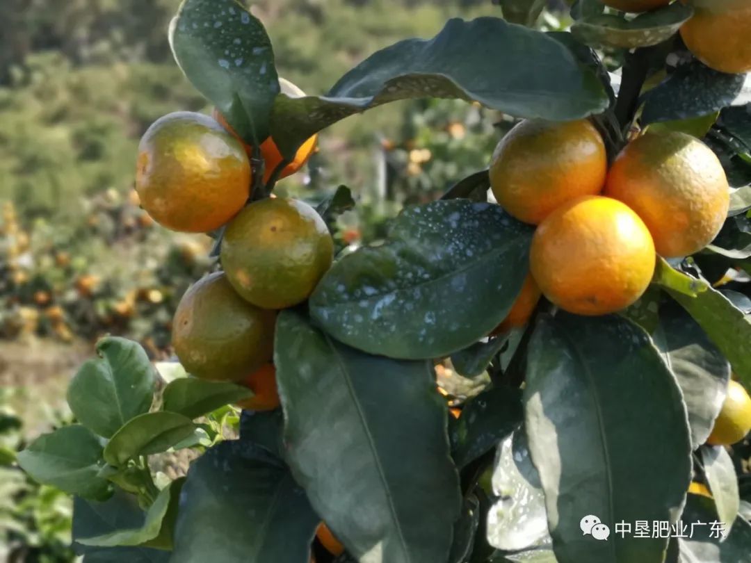 这款微量元素水溶肥 农民种植都在用 专家教你如何施肥多一招