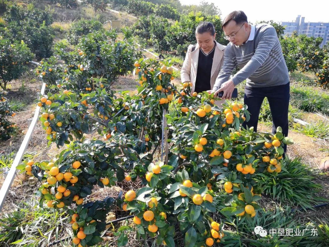 这款微量元素水溶肥 农民种植都在用 专家教你如何施肥多一招