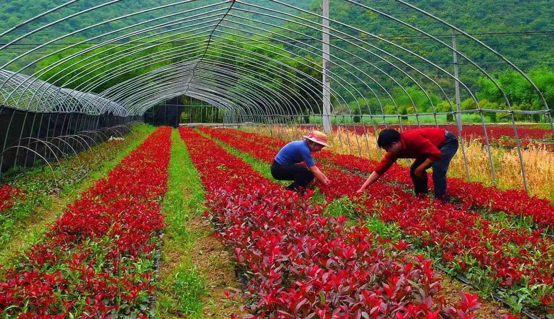 這款新型肥料 環(huán)保綠色無公害 是農(nóng)民種植的好幫手