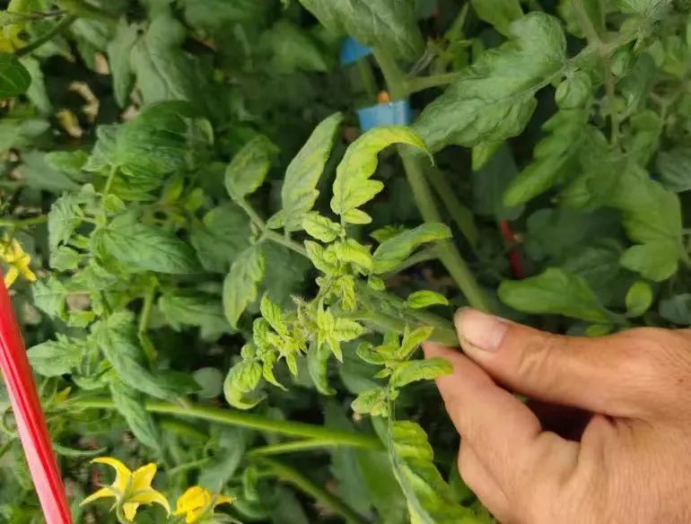 這款新型肥料 環(huán)保綠色無公害 是農(nóng)民種植的好幫手