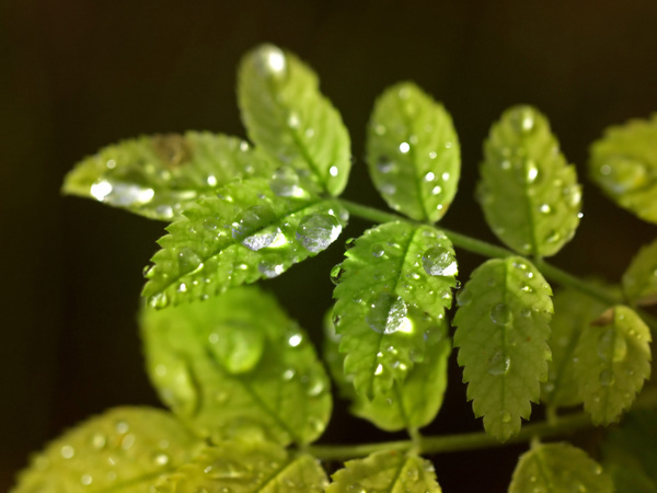 種植蔬菜03.jpg