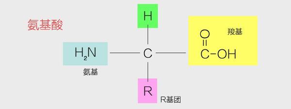 氨基.jpg