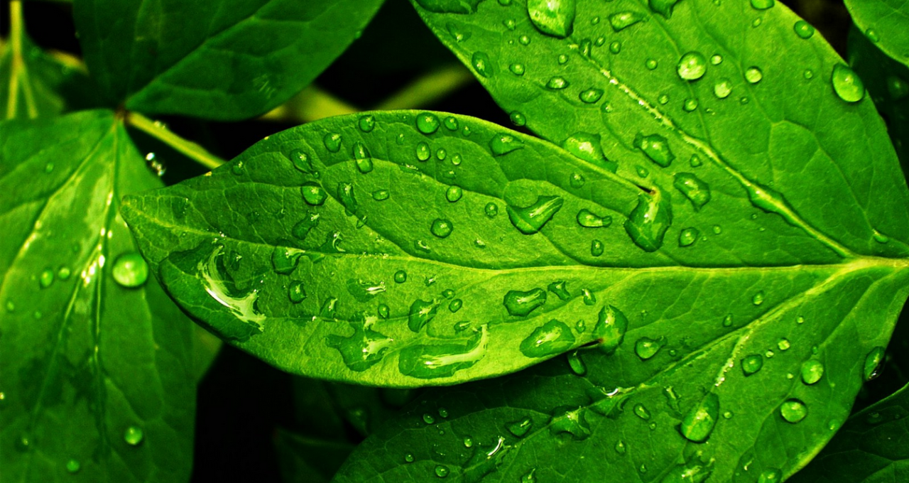 水溶肥你買了嗎？不知道如何分辨真假 行業(yè)專家?guī)懔私? inline=